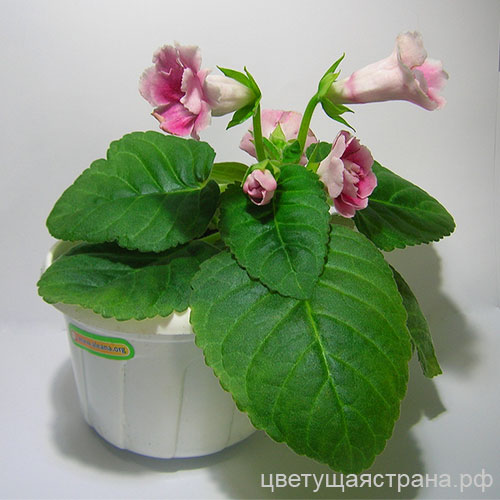 Цвет-Ласточка-розов-цв.jpg