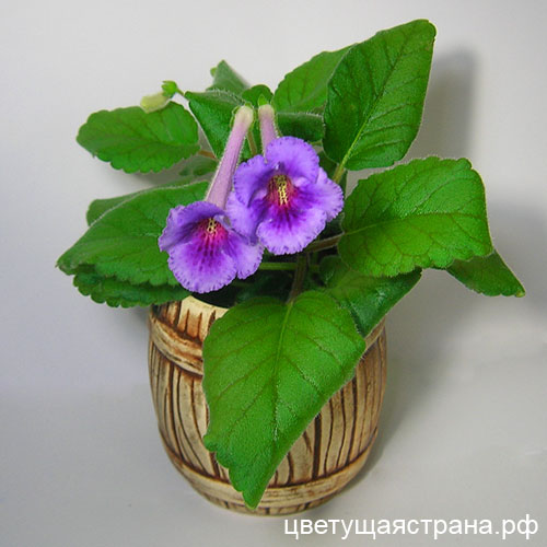 Цвет-Кружевница.jpg