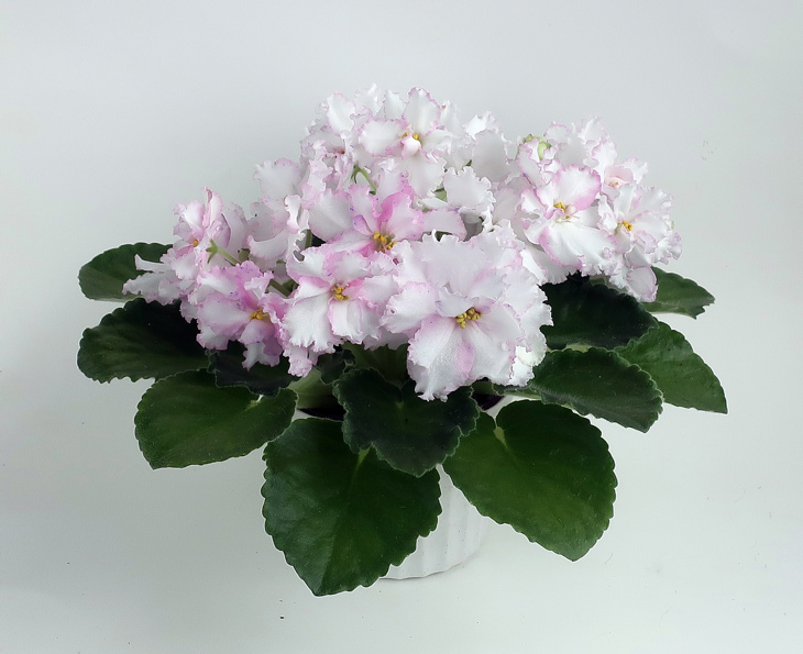 Ален-Северное-Сияние.jpg