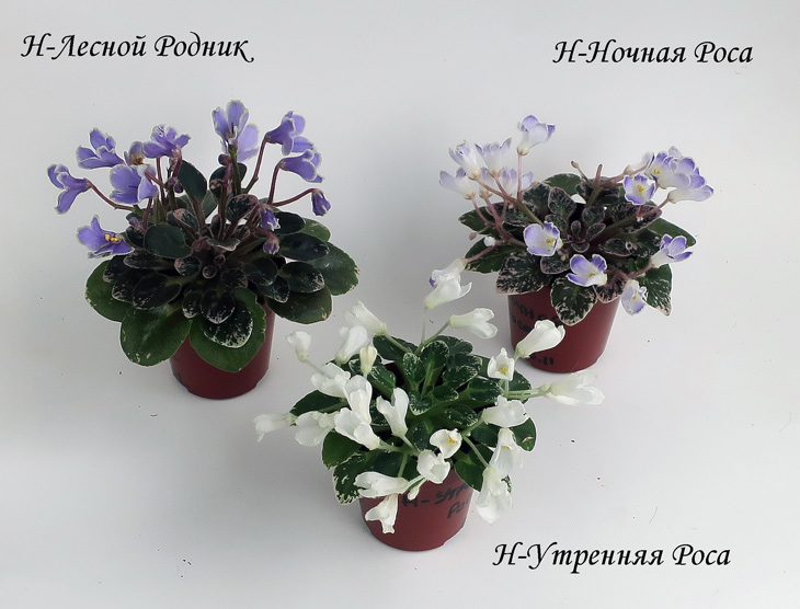 мини-2.jpg
