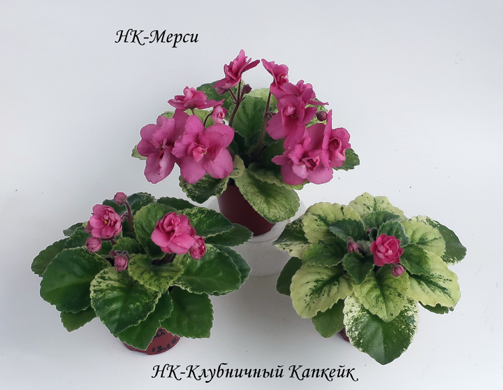 мини7.jpg