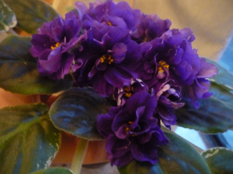 Ma's Blue Turtle Синявиной Т.JPG
