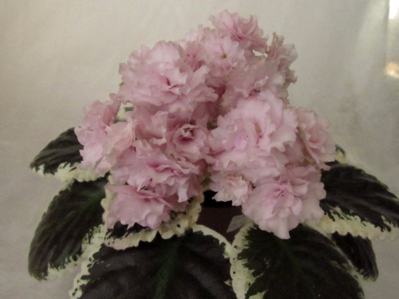 Ma`s Corsage.JPG