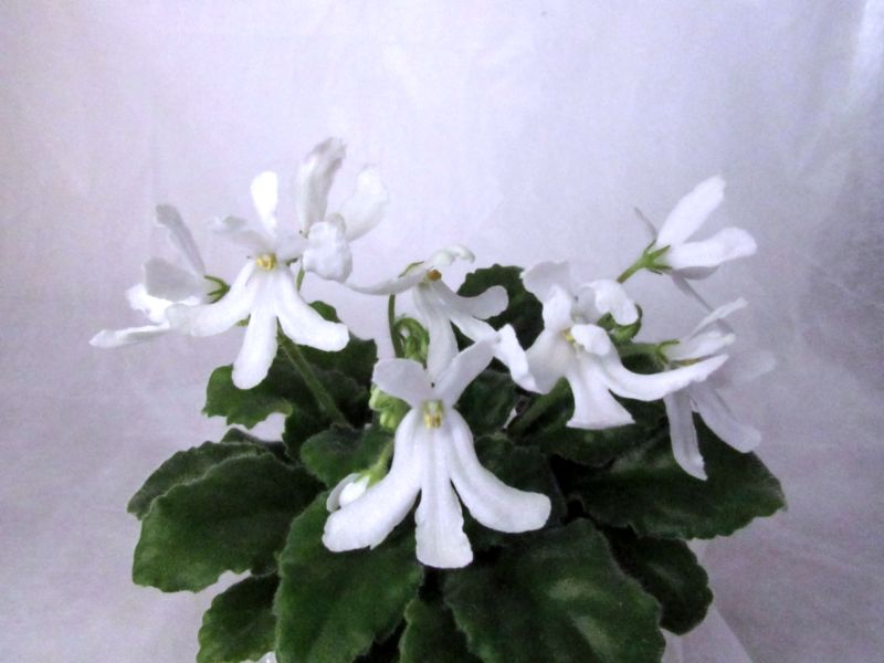 Lunar Lily White.JPG