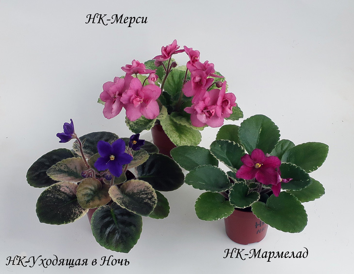 мини-6+.jpg
