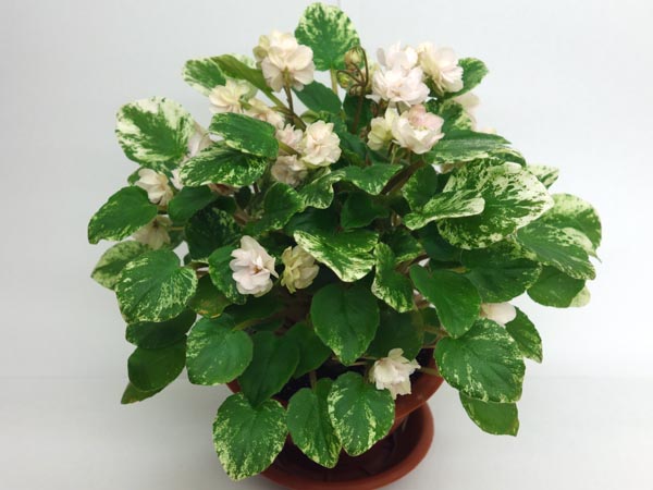 Edee's Rosebud.jpg