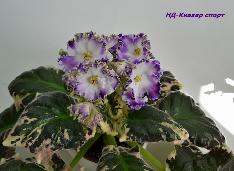 НД-Квазар спорт 2.JPG