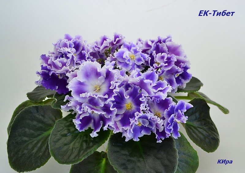 ЕК-Тибет.JPG