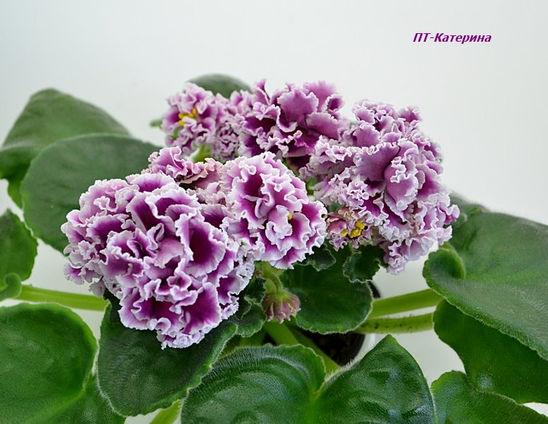 ПТ-Катерина.JPG