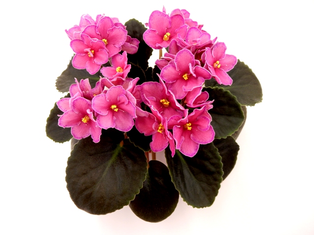 ЛЕ-Бенгальские Огни.jpg