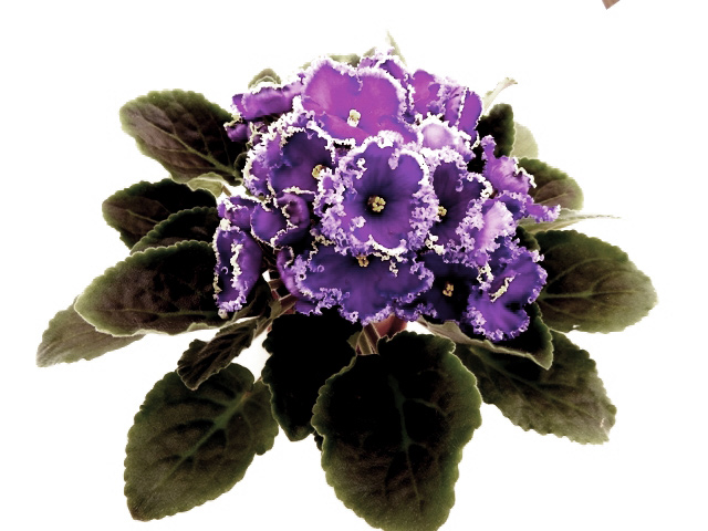 Reigning-Beauty=.jpg