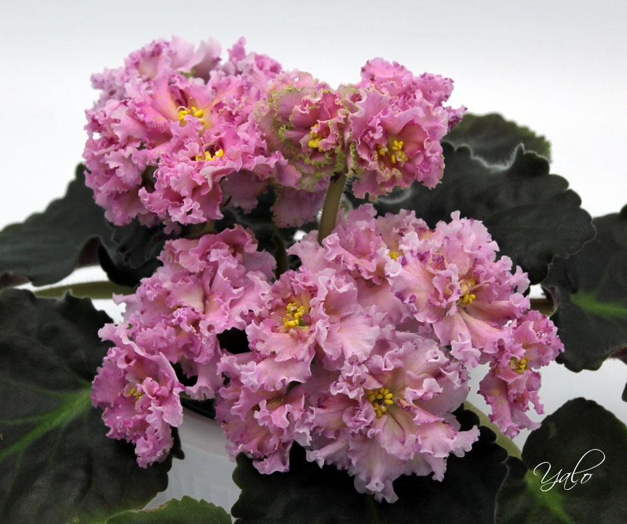 Янтарная Луна.jpg