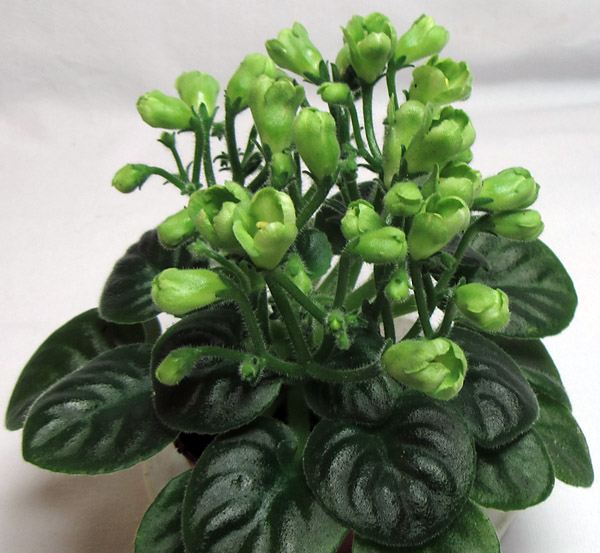 Emerald Bell