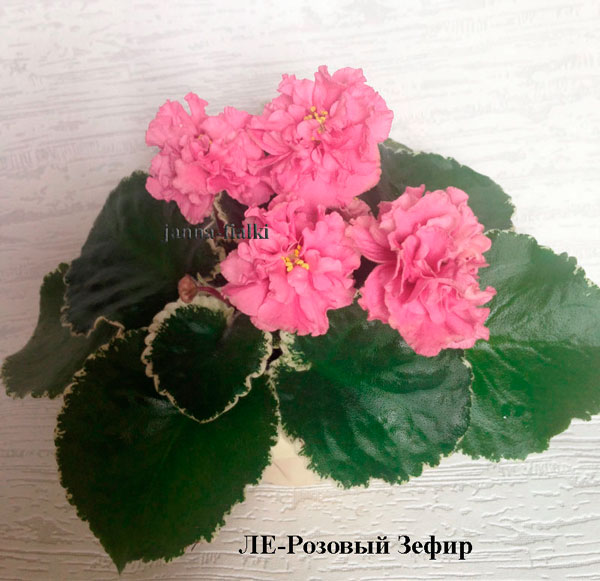 ле-розовый-зефир.jpg