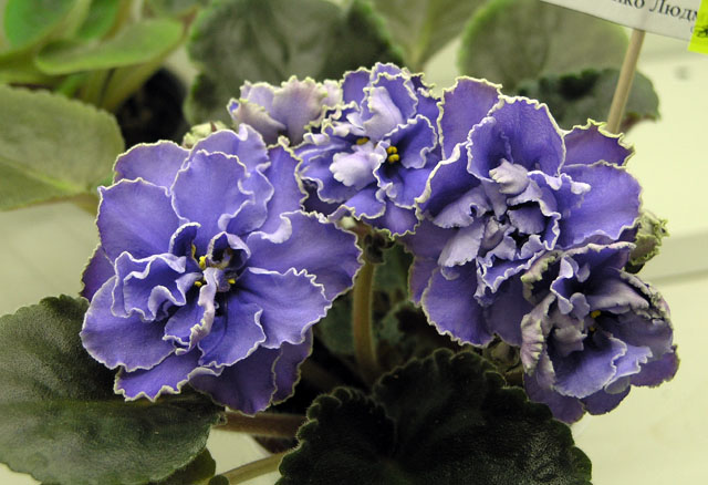 16.JPG