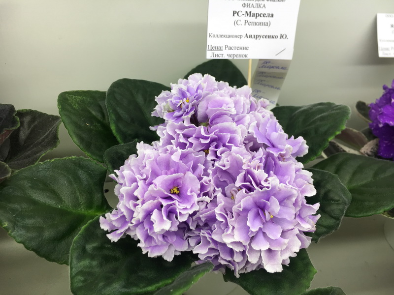IMG_1556.JPG