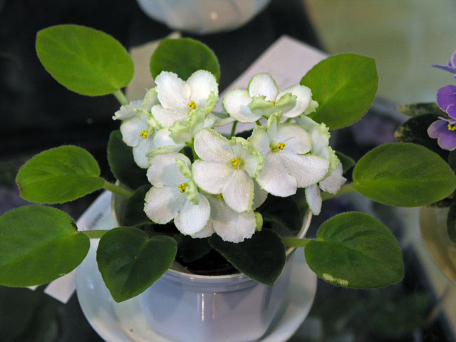Spring Promise