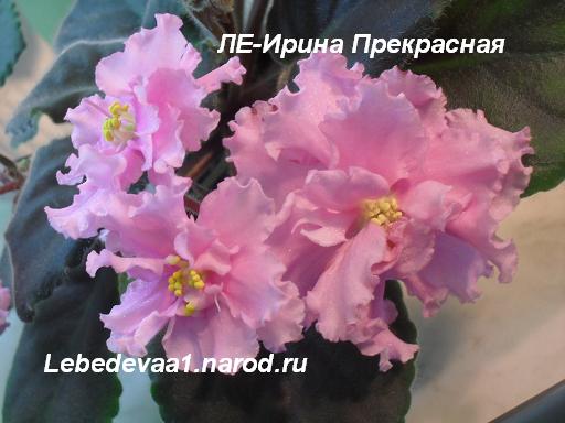 Цветок огромный)