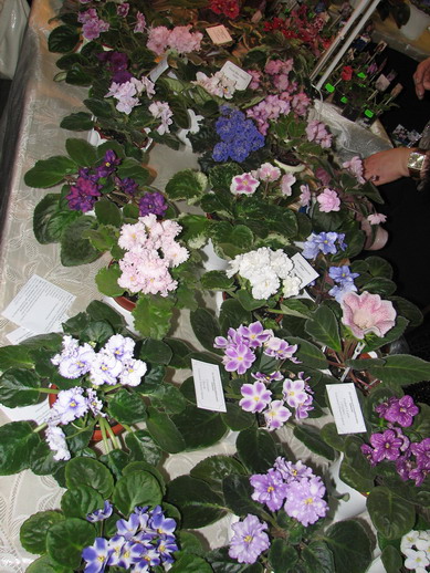 IMG_0375m.jpg