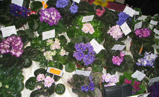 IMG_0387m1.jpg