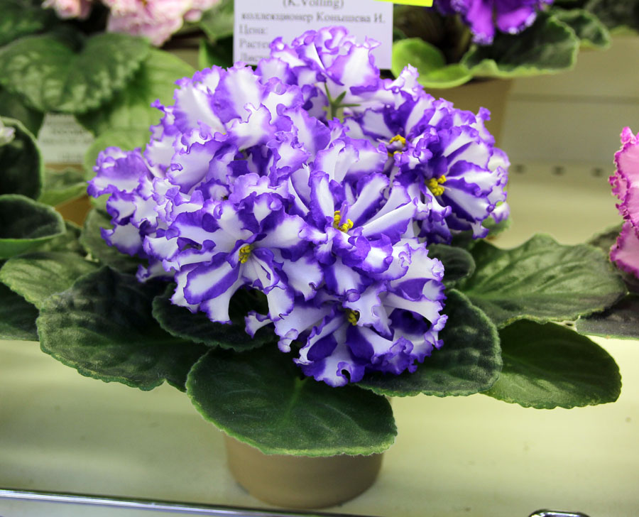 Jenny's Delight