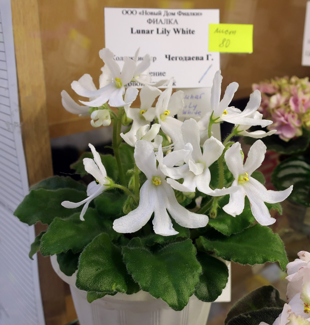 Lunar-Lily--White.jpg