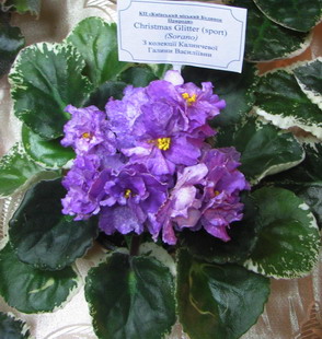 IMG_0426m.jpg
