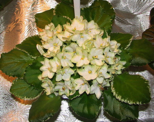 IMG_0402m.jpg