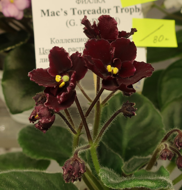 Mac's-Toreador-Trophy.jpg