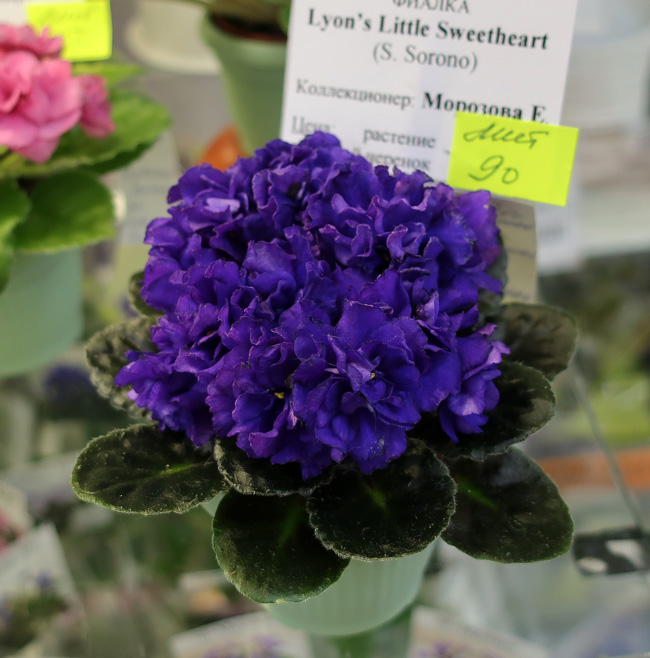 Lyon's-Little-Sweetheart.jpg