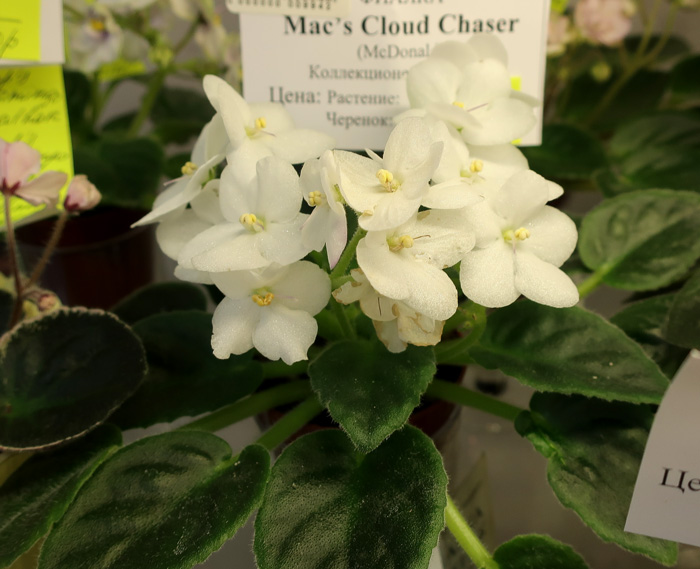 Mac's-Cloud-Chaser.jpg