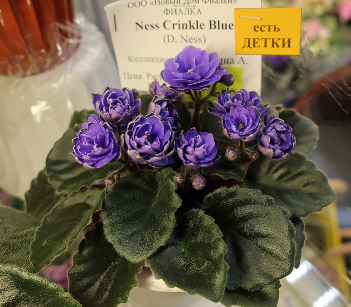 Ness'-Crinkle-Blue.jpg
