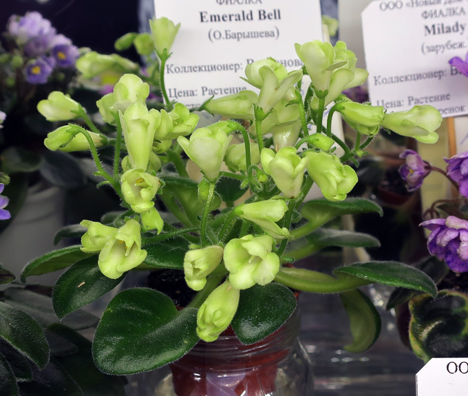 Emerald-Bell.jpg