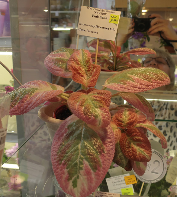 Pink-Satin.jpg