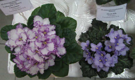 IMG_0468m.jpg