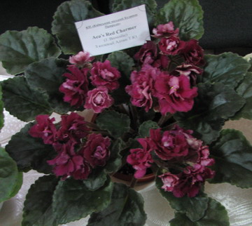 IMG_0441m.jpg