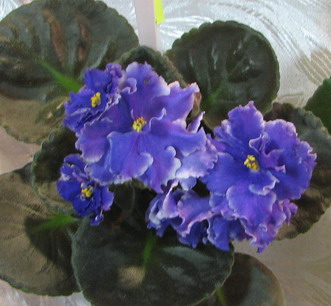 IMG_0728-m.jpg