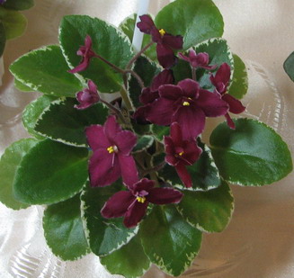 IMG_0706-m.jpg