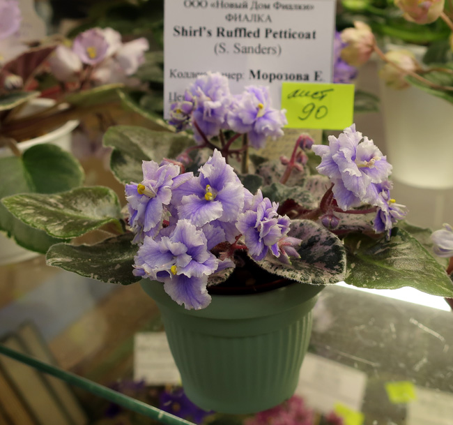 Shirl's-Ruffled-Petticoat.jpg