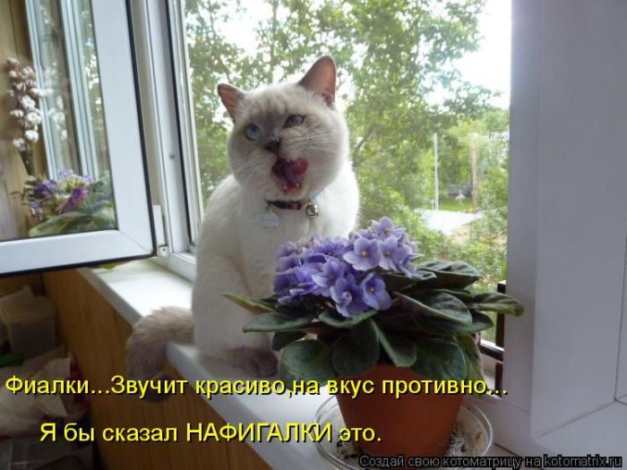 1464560155_16.jpg