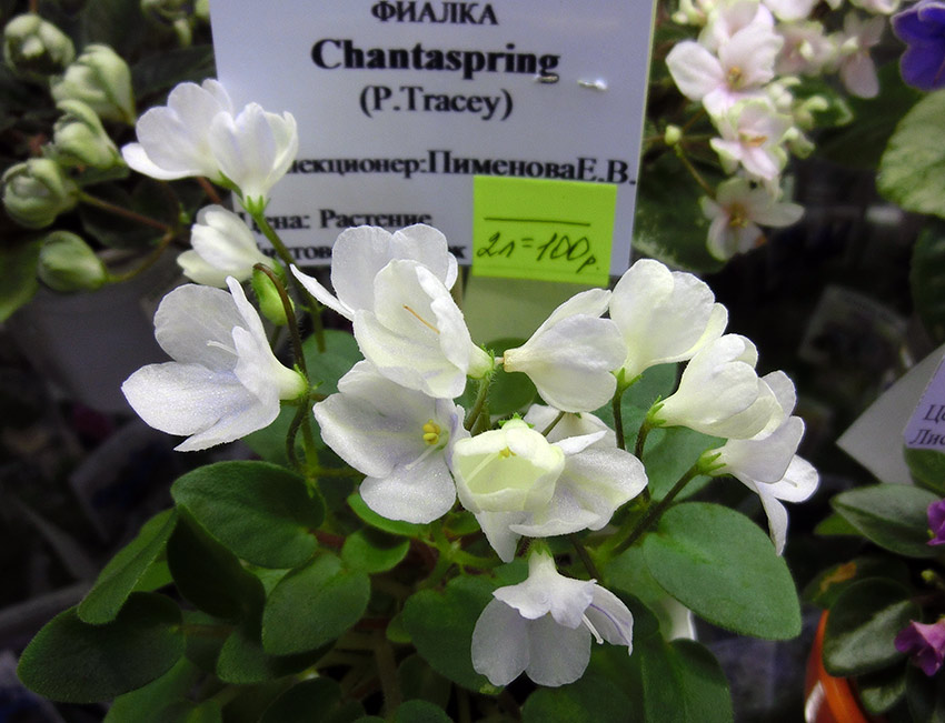 Chantaspring-Пименова.jpg