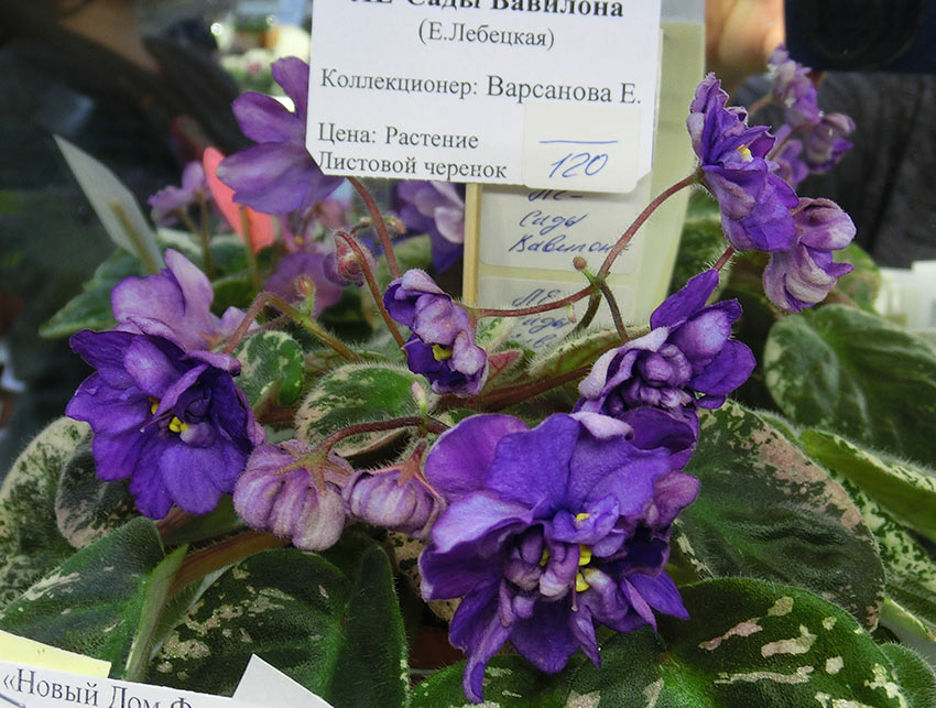 ЛЕ-Сады-Вавилоно-Варсанова.jpg