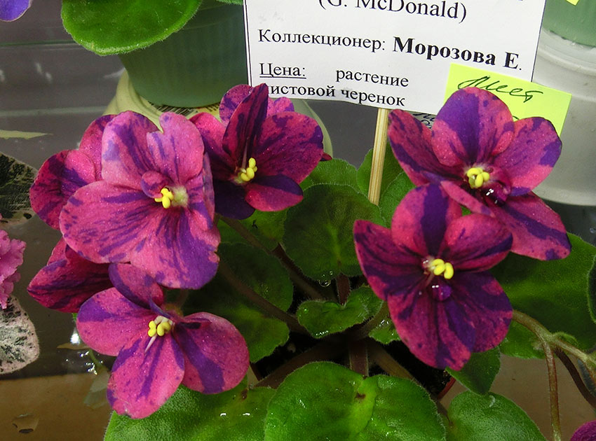 Mac's-Paisley-Pattern-Морозова.jpg