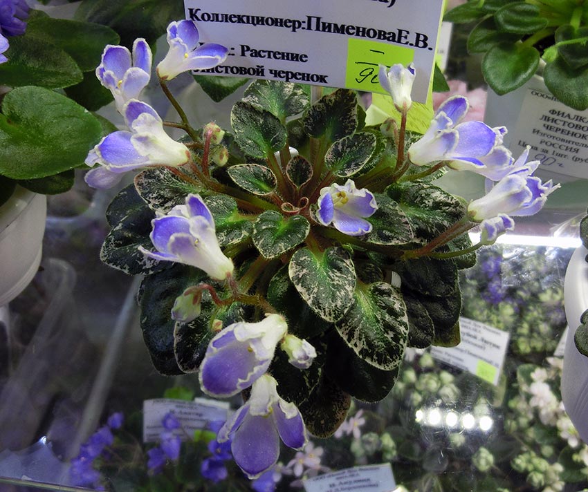 Н-Ночная-Роса-Пименова.jpg