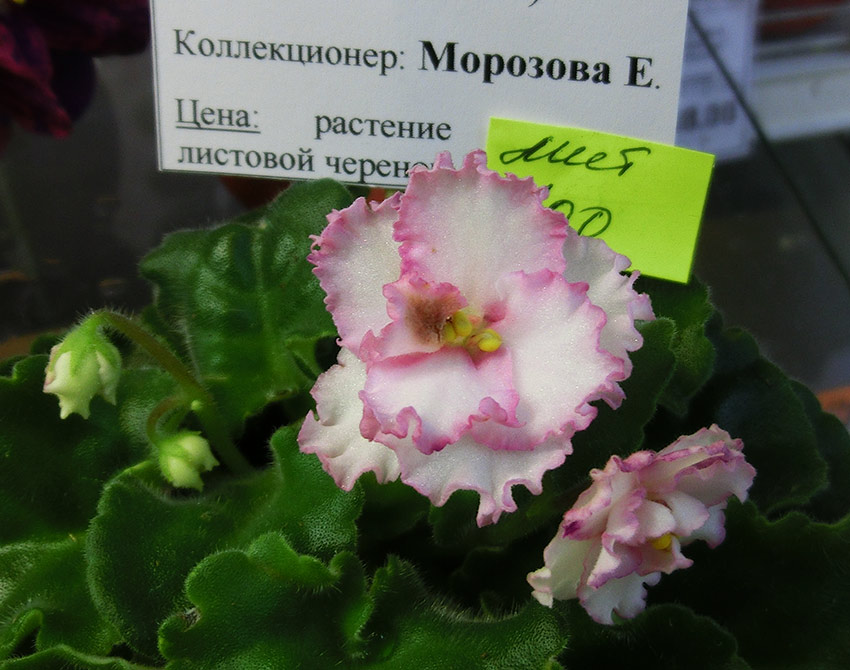 ЛЕ-Фарфоровая-Роза-Морозова.jpg