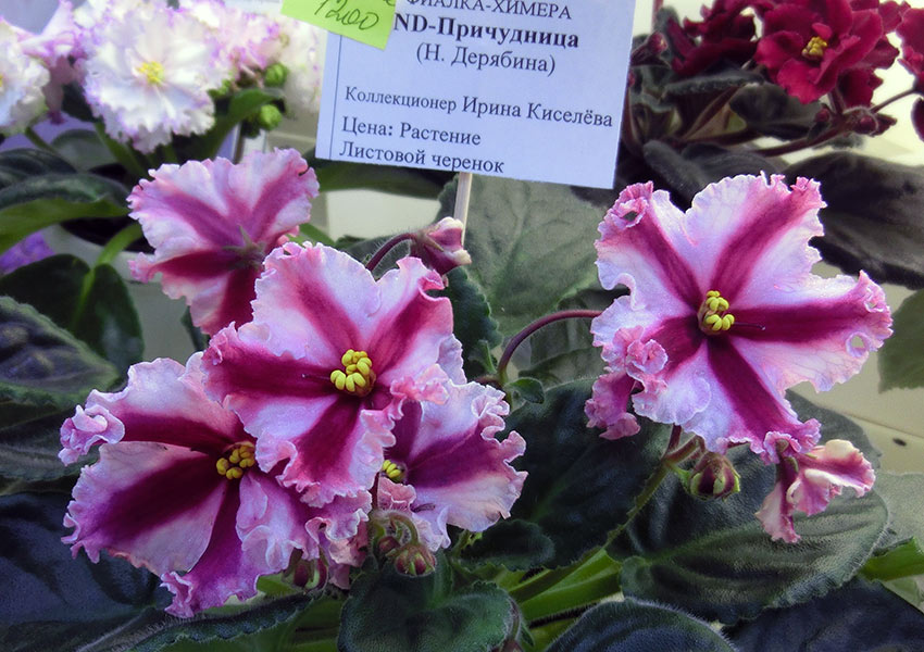 ND-Причудница-Киселёва.jpg