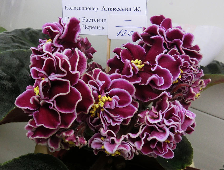 Lyon's-Zoe-Алексеева.jpg