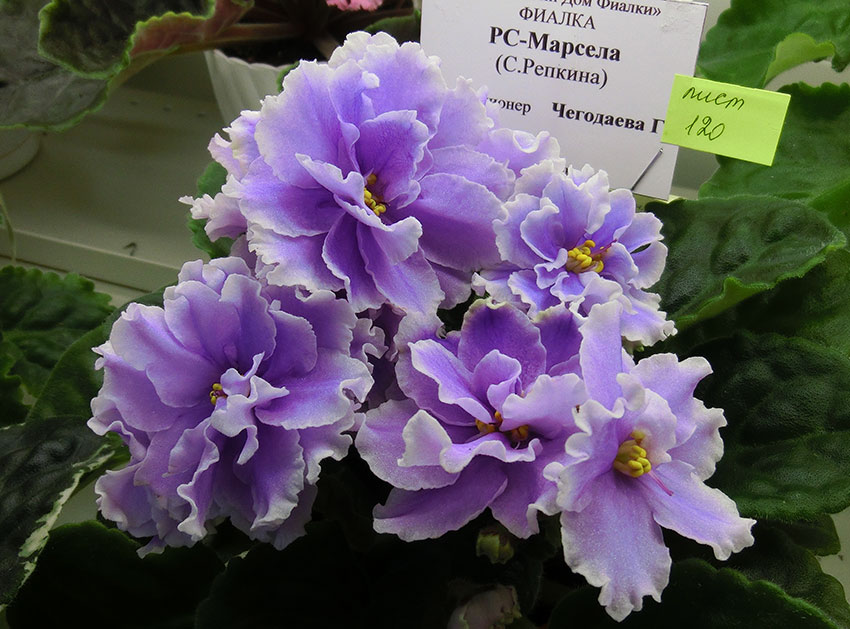 РС-Марсела-Чегодаева.jpg