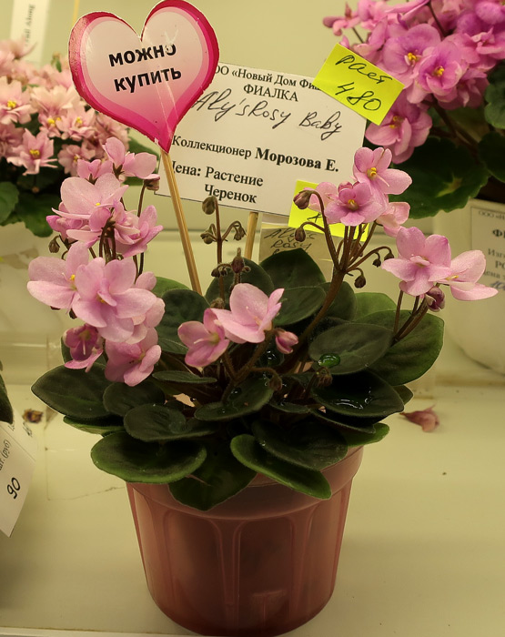 Aly's-Rosy-Baby.jpg