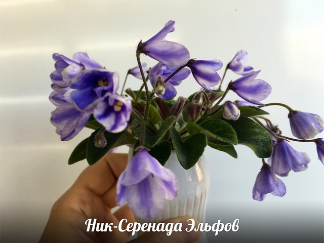 серенада 2_640x480.jpg